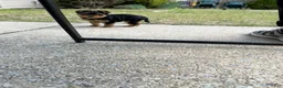 Yorkshire Terrier dogs for sale: Yorkshire Terrier Puppy 1 - Ad 4