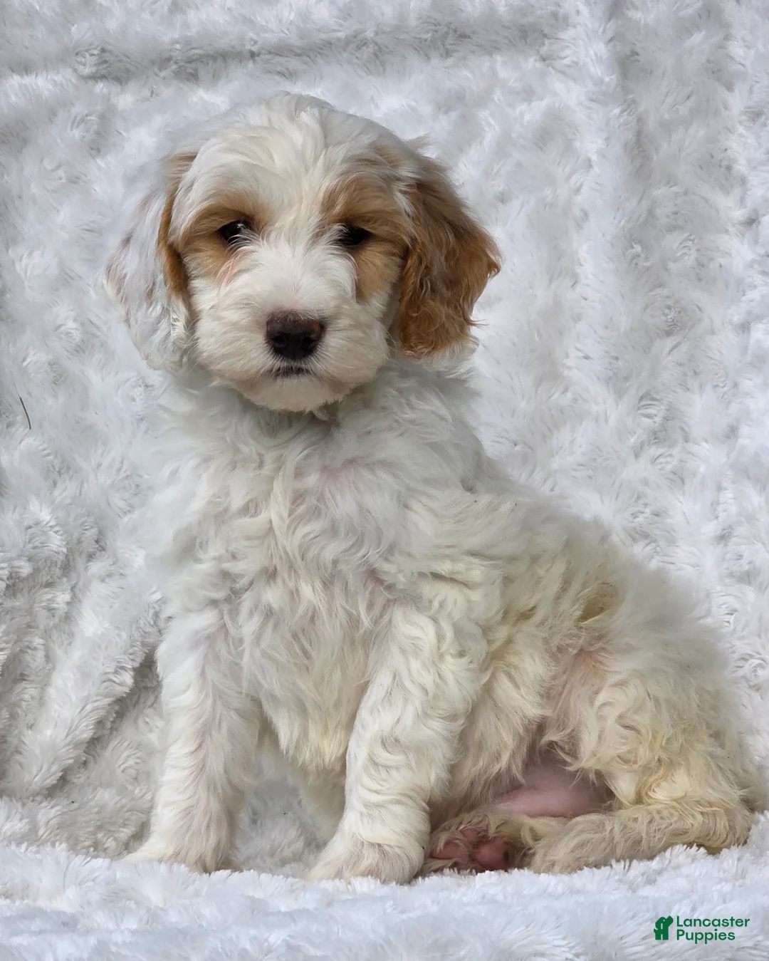 Mini Goldendoodle dogs for sale: Buddy - Ad 7