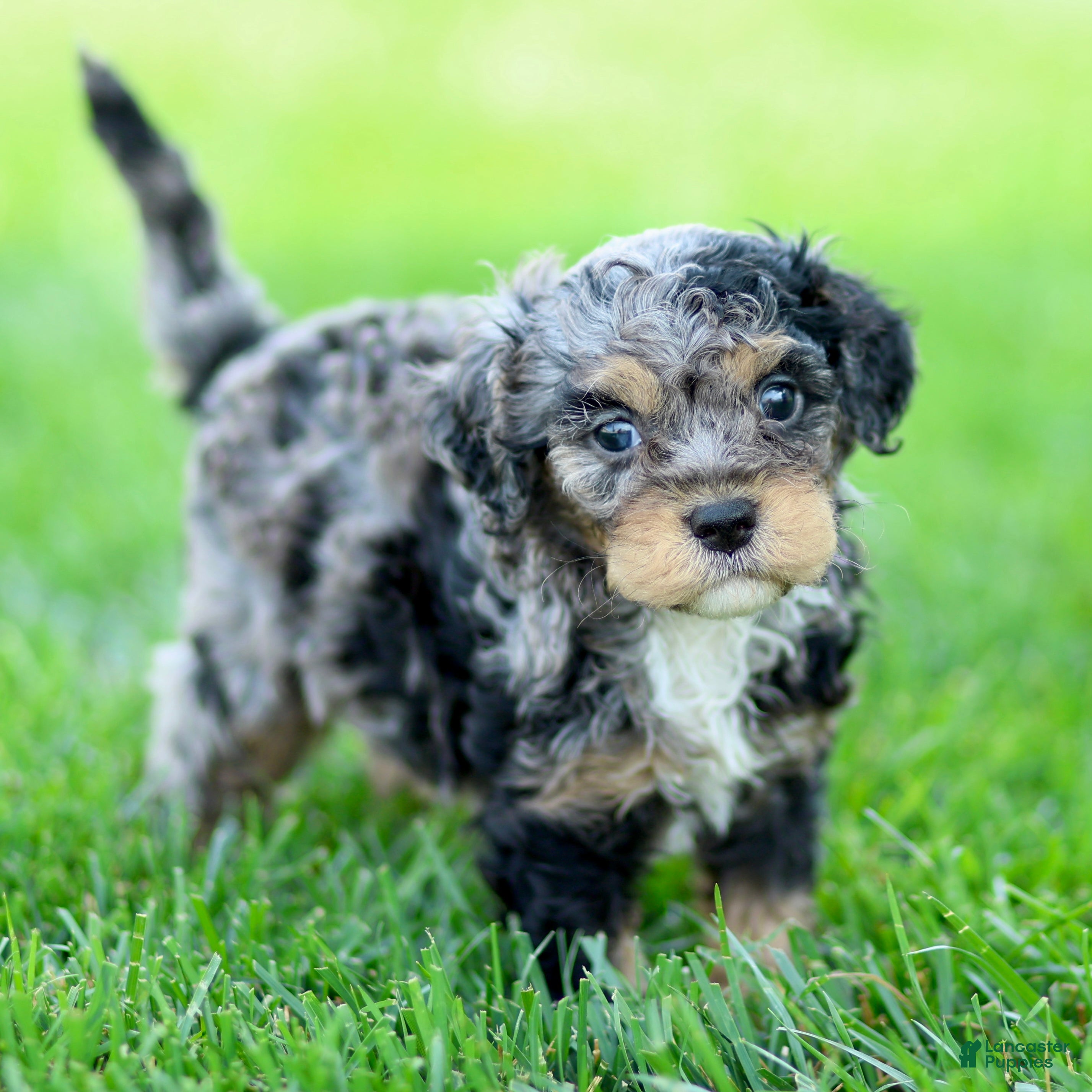 Cavapoo dogs Echo - Ad 2