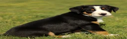 Greater Swiss Mountain Dog dogs for sale: Reba  - Ad 4