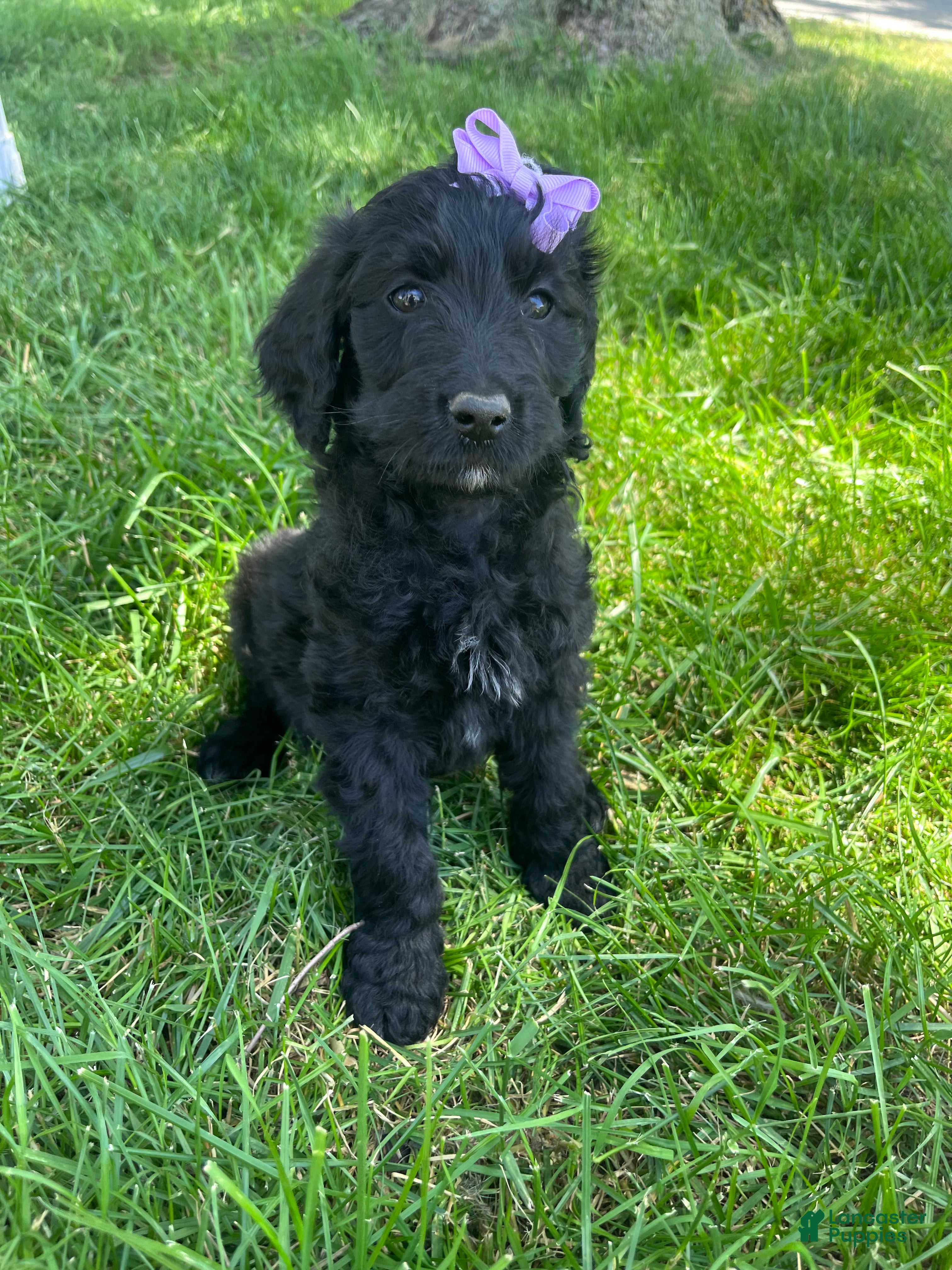 Goldendoodle dogs Orange - Ad 2
