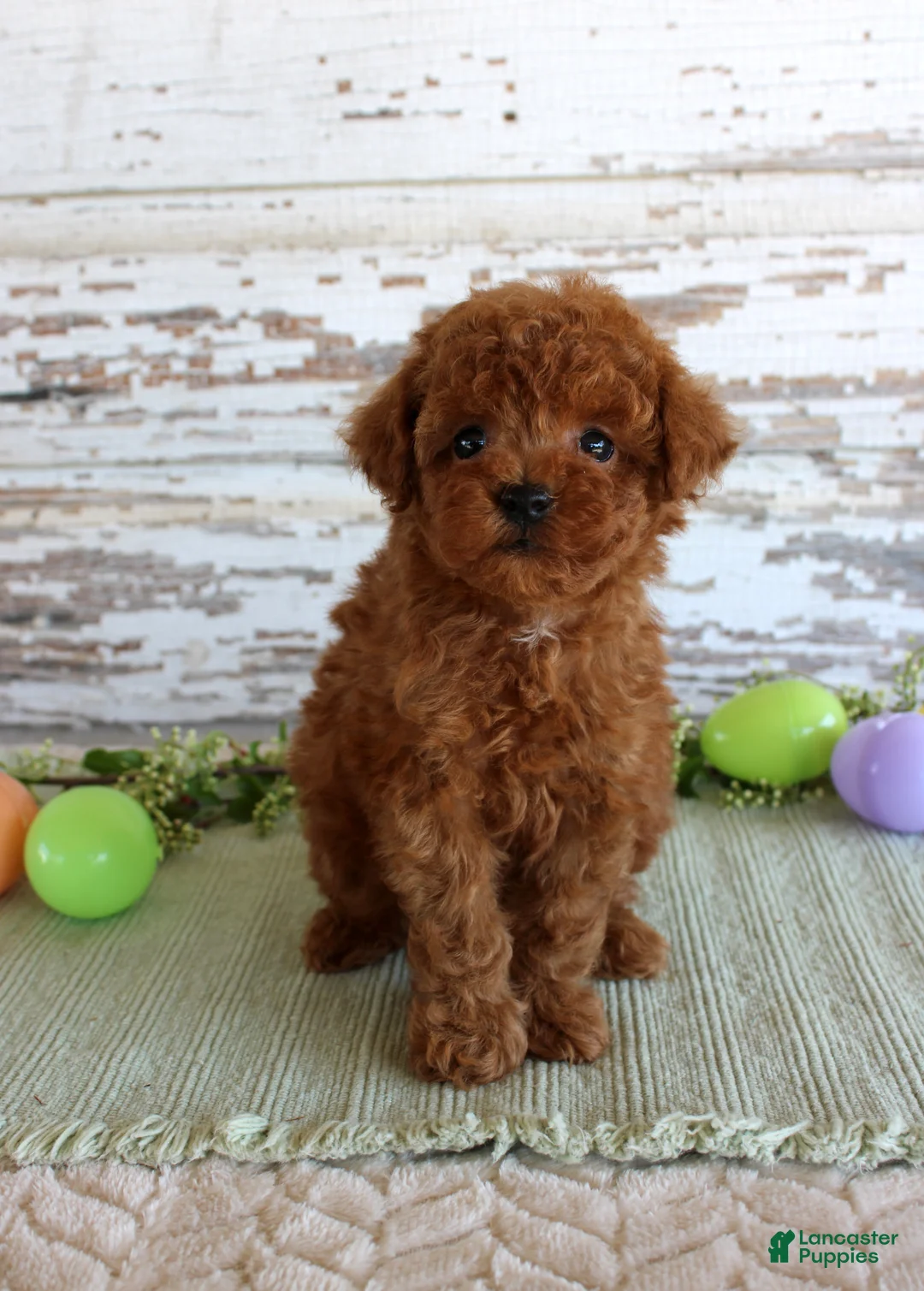 Toy Poodle dogs for sale: Kyle - Ad 1