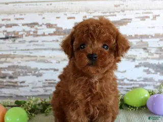 Toy Poodle dogs Kyle - Ad 14