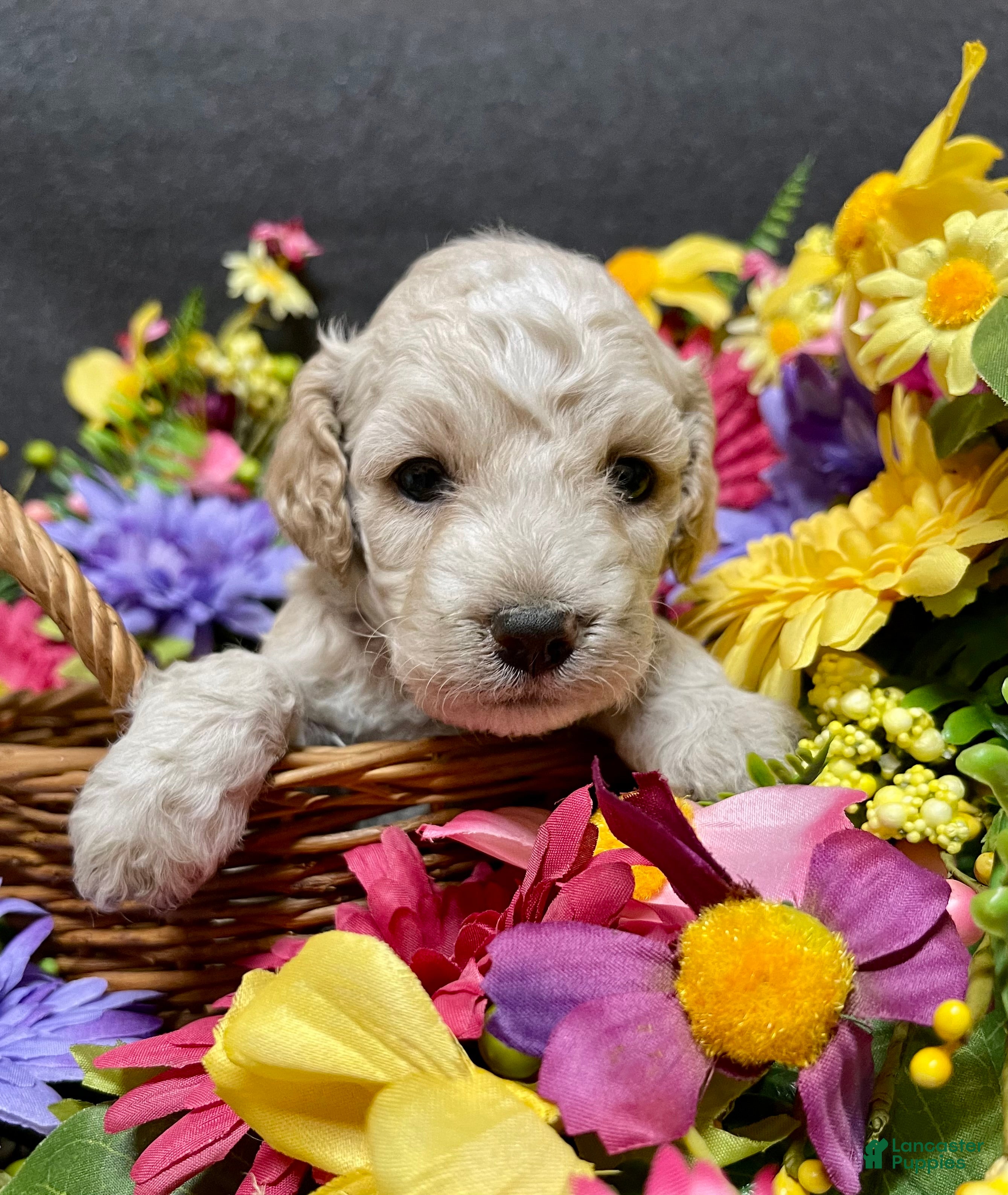 Cockapoo dogs Maximus - Ad 1