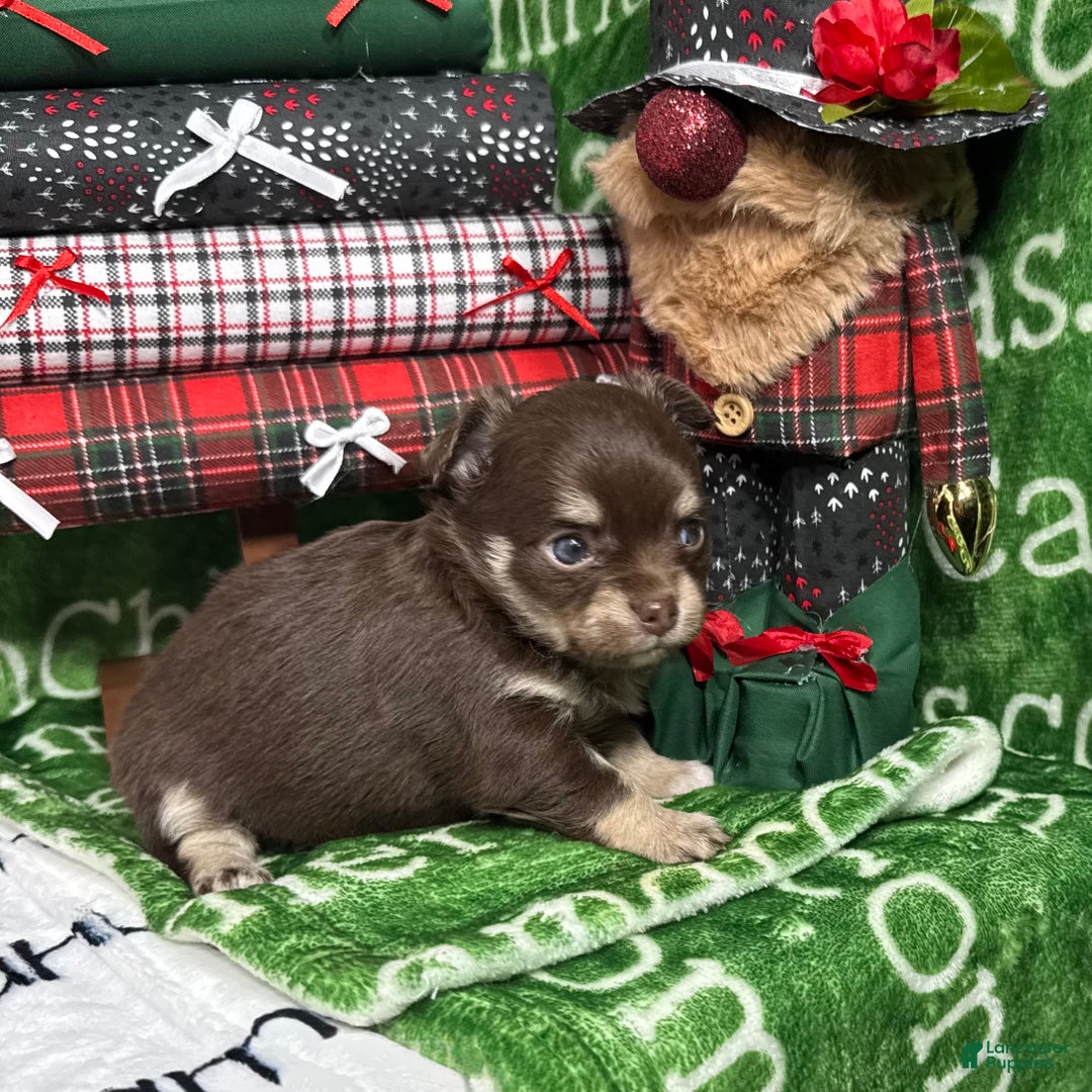 Chihuahua dogs for sale: Callie Chocolate LC - Ad 4