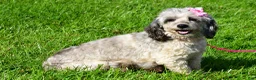 Cockapoo dogs for sale: Freddy - Ad 9