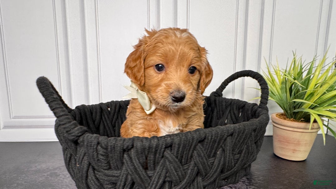 Mini Goldendoodle dogs for sale: Cookie Mini Goldendoodle - Ad 3