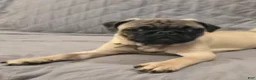 Pug dogs for sale: Clyde - Ad 3