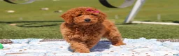 Miniature Labradoodle dogs for sale: Tessa - Ad 3