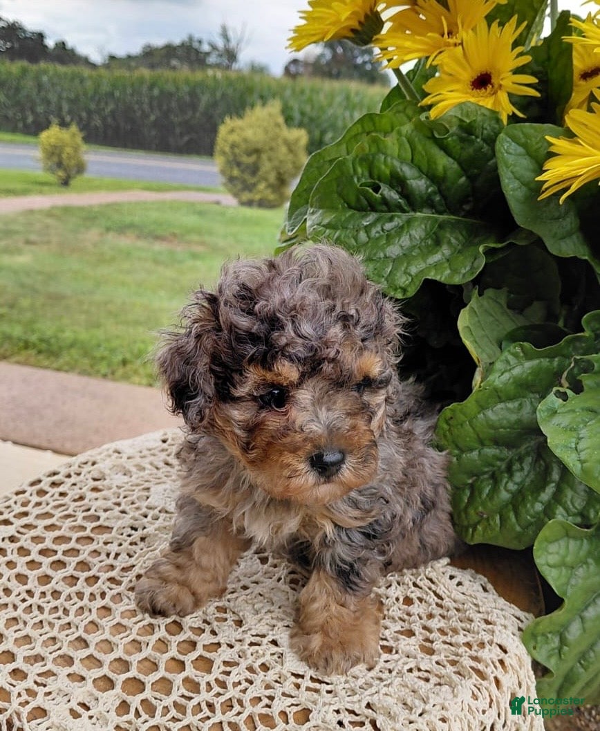 Bichpoo dogs Timber - Ad 2