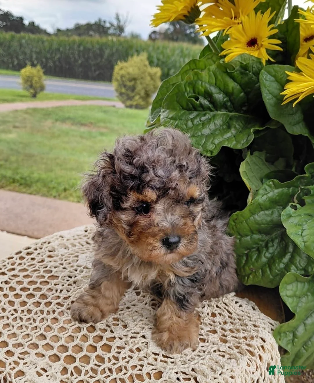 Bichpoo dogs for sale: Timber - Ad 2