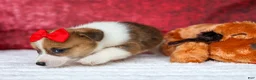 Welsh Corgi Pembroke dogs for sale:   Arlo💙 - Ad 10