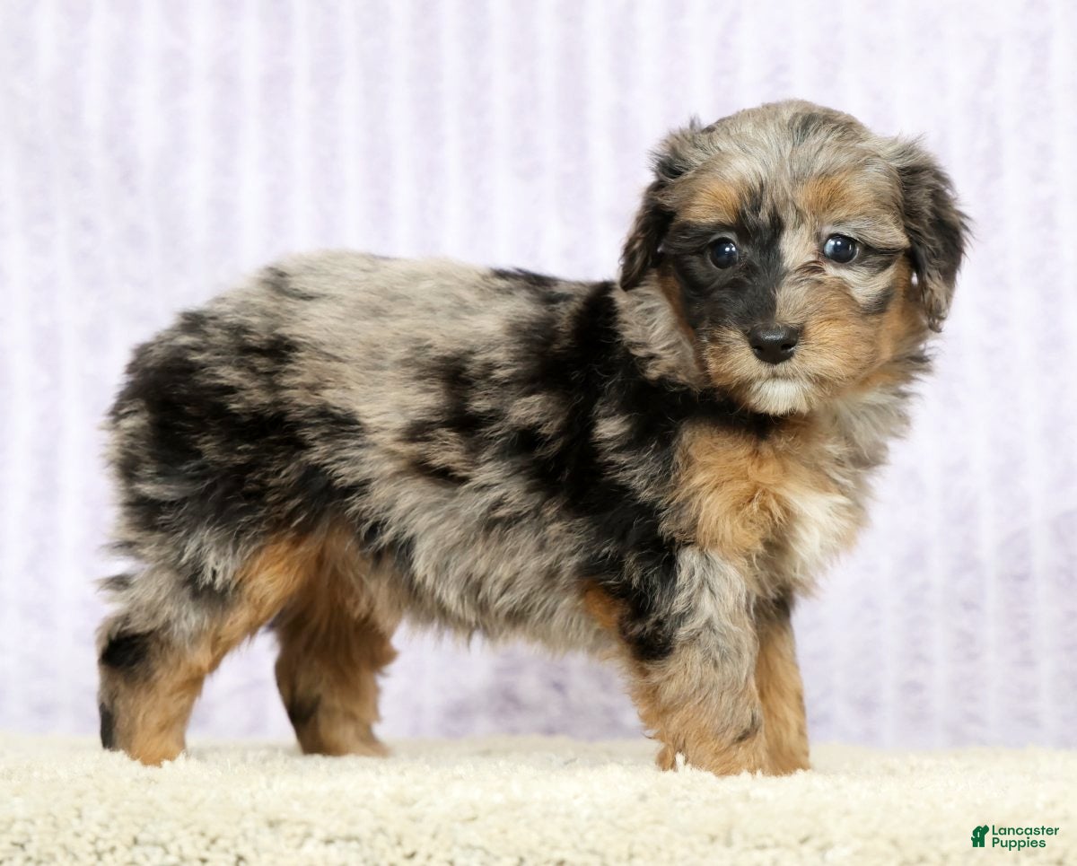 Mini Aussiedoodle dogs Macey - Ad 1