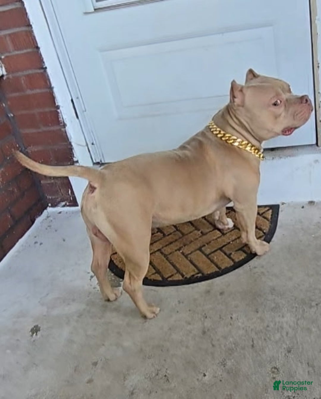 American Bully dogs for sale: American Bully Puppy 1 - Ad 5