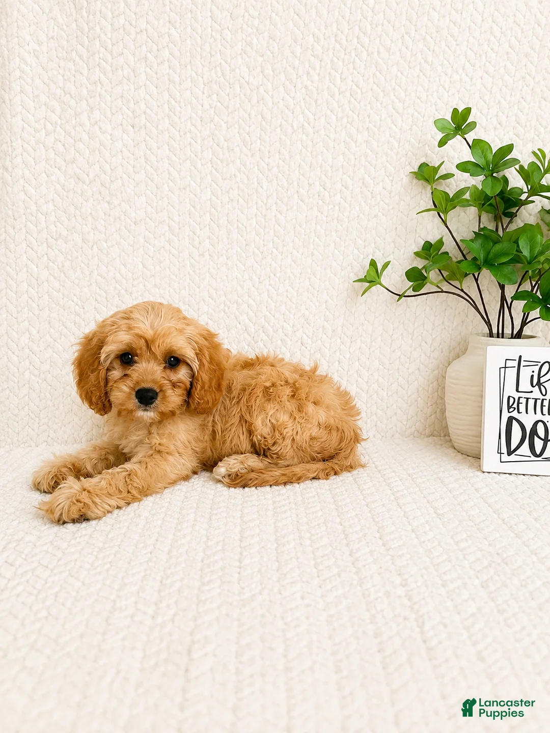 Cavapoo dogs for sale: Milo - Ad 2