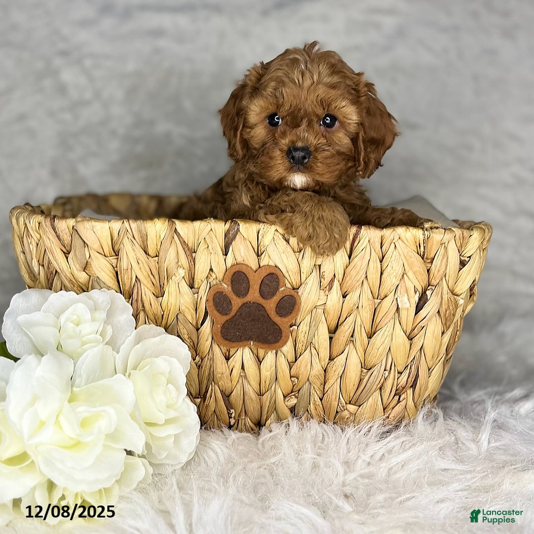 Cavapoo dogs for sale: Ruby - Ad 3