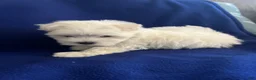 Maltese dogs for sale: Rocky - Ad 21