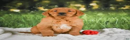 Golden Retriever dogs for sale: Sugar - Ad 9