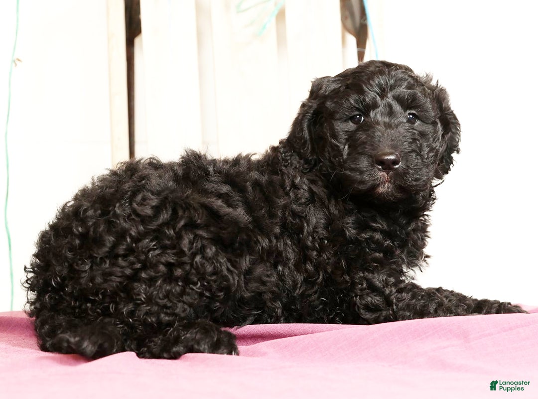 Goldendoodle dogs for sale: Zach - Ad 5