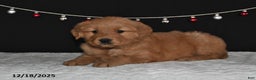 Golden Retriever dogs for sale: Anna - Ad 5