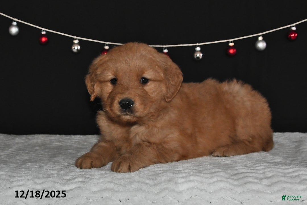 Golden Retriever dogs for sale: Anna - Ad 5