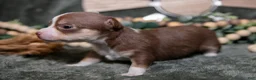 Chihuahua dogs for sale: Nutella - Ad 3