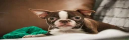 Boston Terrier dogs for sale: Katie - Ad 1