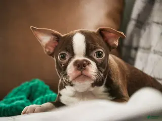 Boston Terrier dogs for sale: Katie - Ad 2