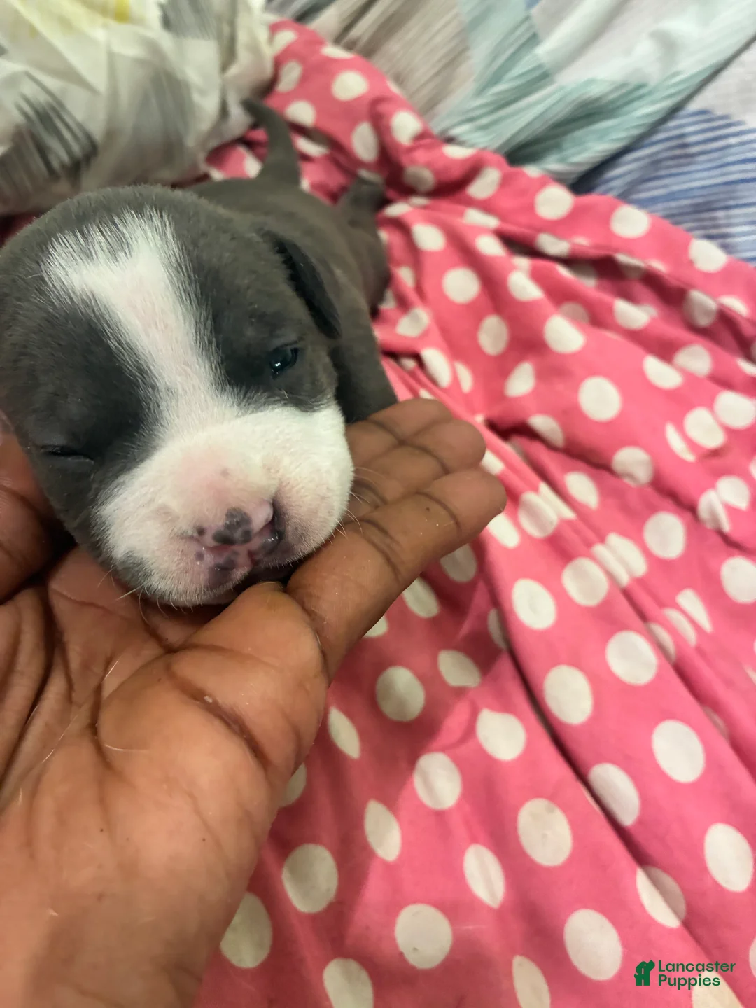 American Bully dogs for sale: American Bully Puppy 7 - Ad 2