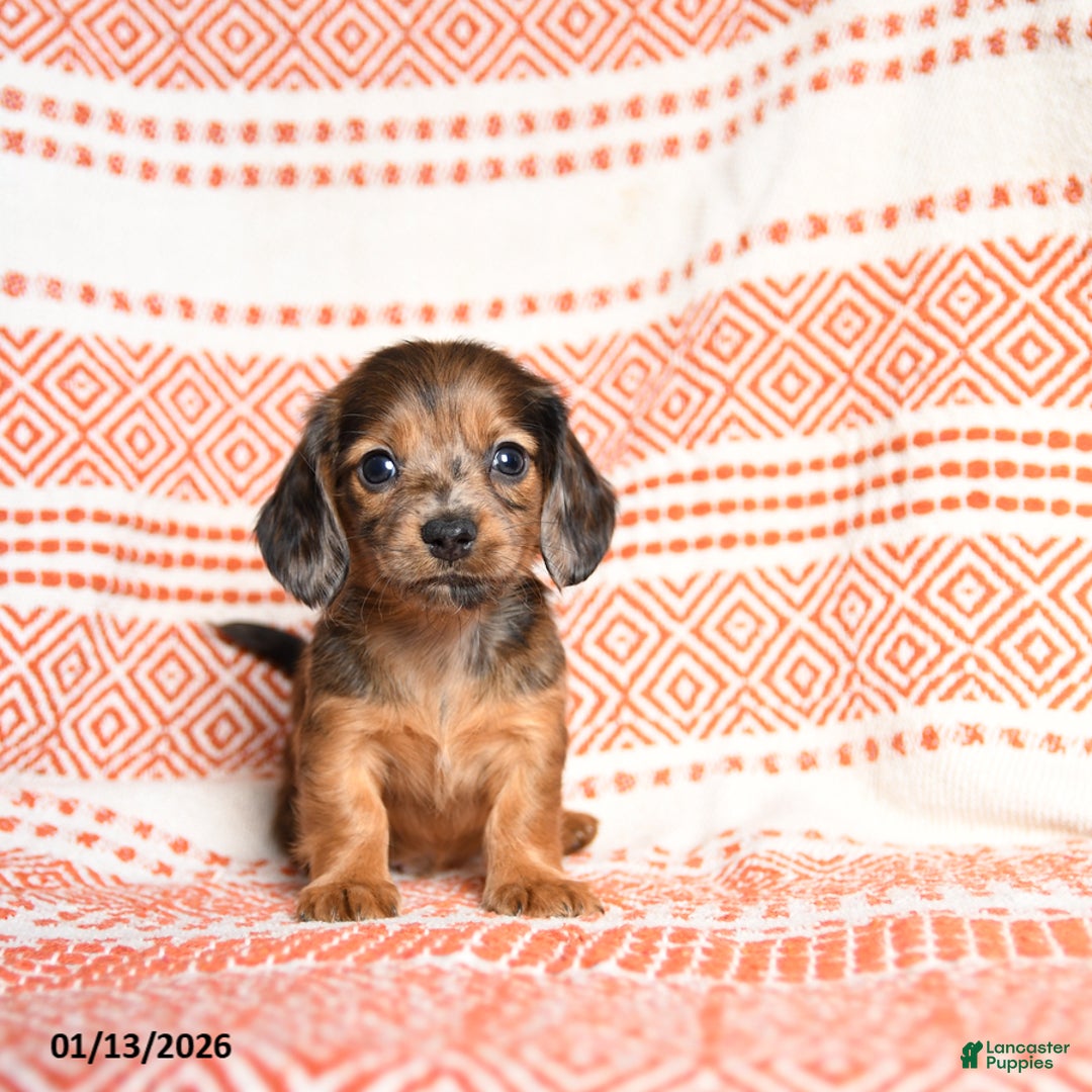 Miniature Dachshund dogs for sale: Kermit - Ad 4