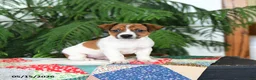 Jack Russell Terrier dogs for sale: Bouncy - Ad 1