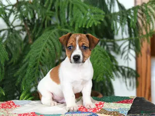 Jack Russell Terrier dogs for sale: Bouncy - Ad 2