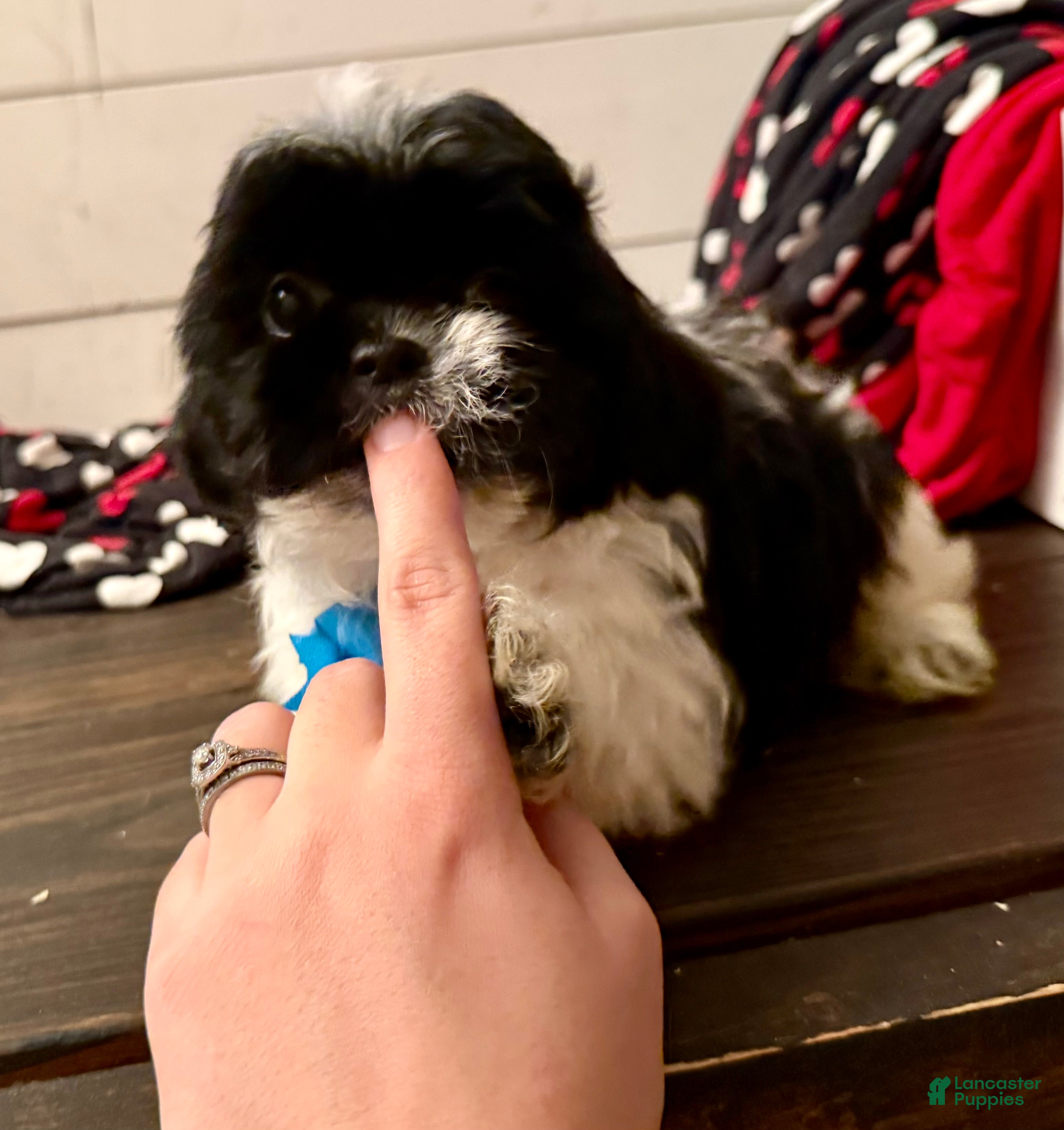 Shihpoo dogs Boq  - Ad 16