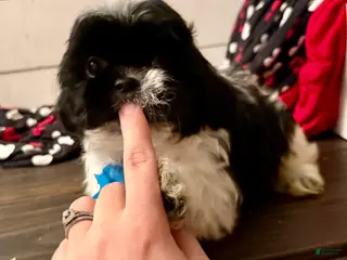 Shihpoo dogs Boq - Ad 13