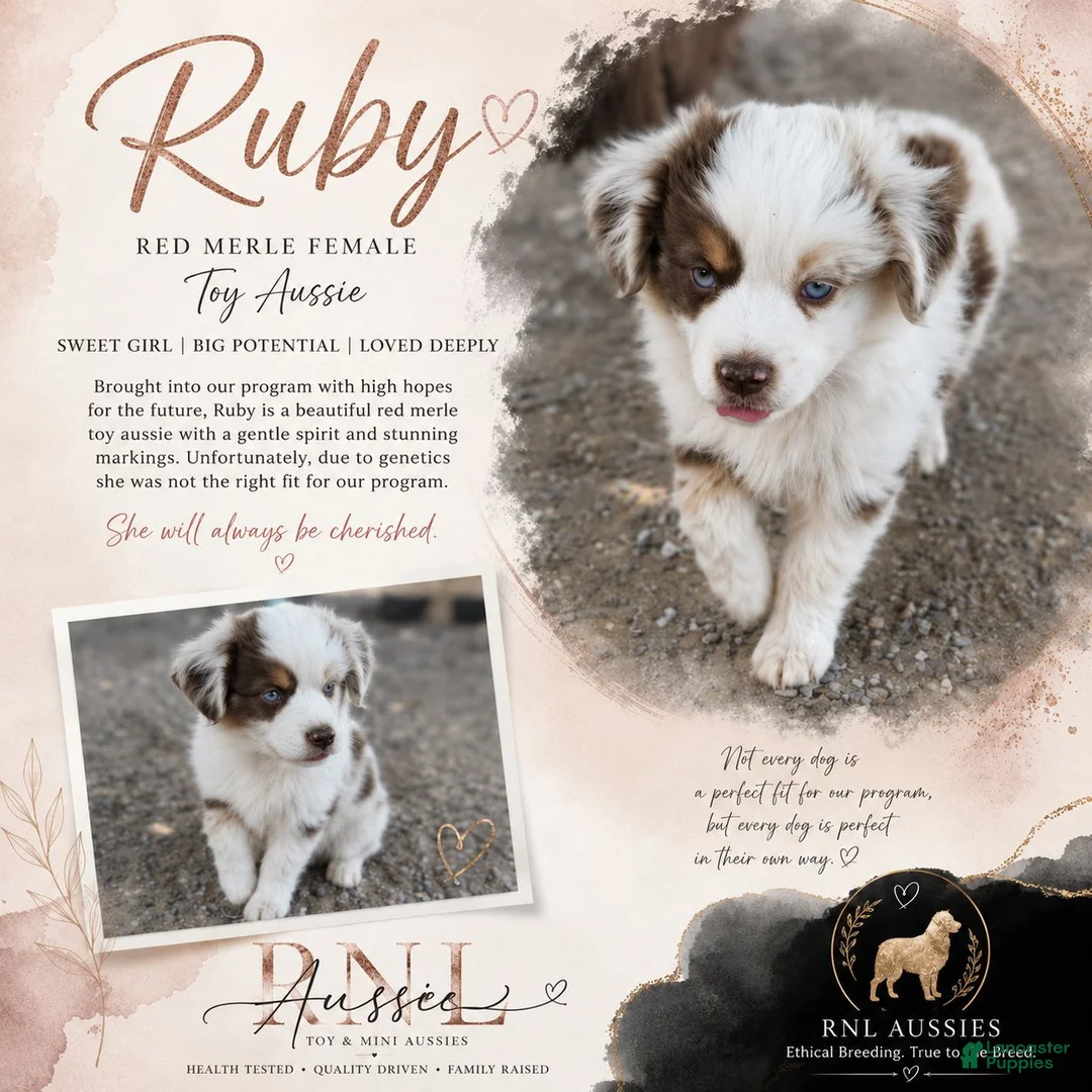 Toy Australian Shepherd dogs for sale: Rubi - Ad 3