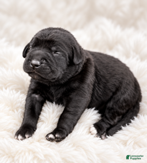 Cane Corso dogs Whisper  - Ad 1