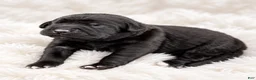 Cane Corso dogs for sale: Whisper  - Ad 1