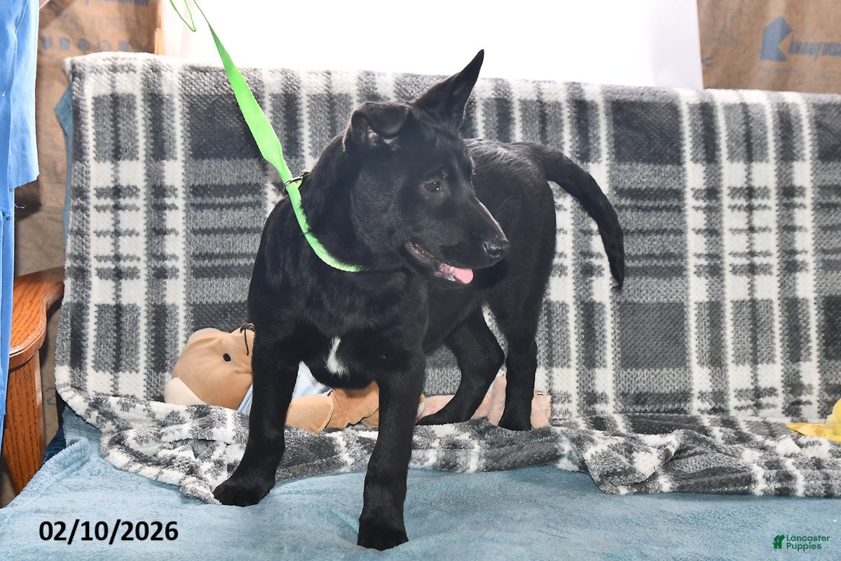 Belgian Malinois dogs Sarge - Ad 4