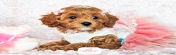 Cavapoo dogs for sale: Alice - Ad 4