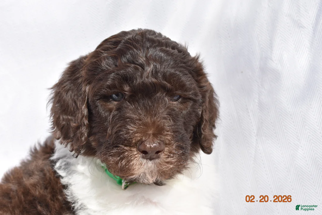 Newfypoo dogs for sale: Green - Ad 1