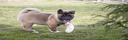 Akita dogs for sale: Akita Puppy 1 - Ad 2