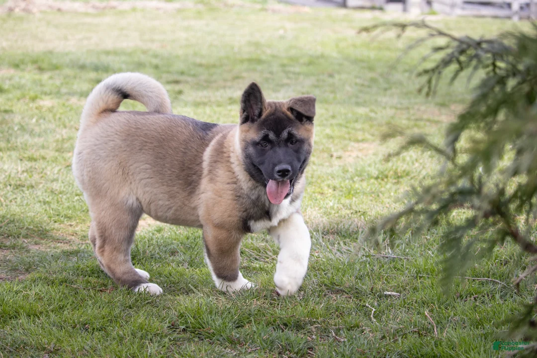 Akita dogs for sale: Akita Puppy 1 - Ad 2