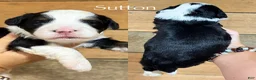 Mini Bernedoodle dogs for sale: Slate - Black & White Mini Bernedoodle - Ad 6