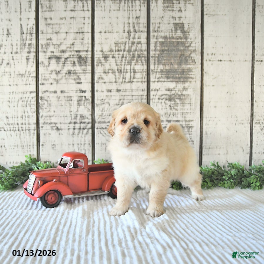 Mini Hippo dogs Dolly - Ad 4