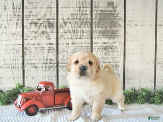 Mini Hippo dogs Dolly - Ad 4