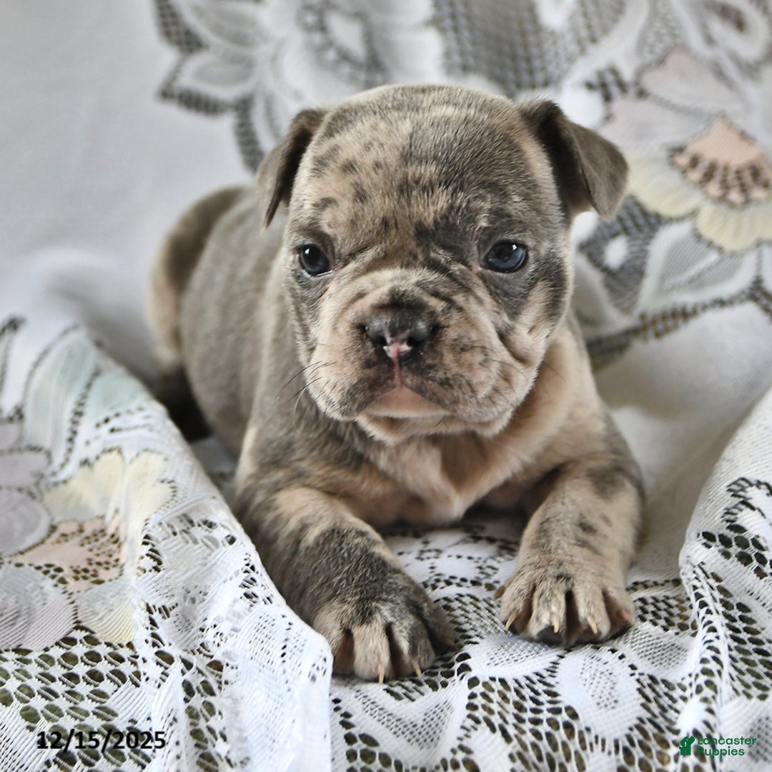 French Bulldog dogs for sale: Waffles - Ad 1
