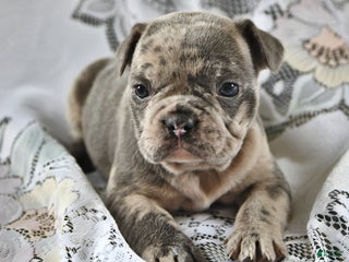 French Bulldog dogs Waffles - Ad 12