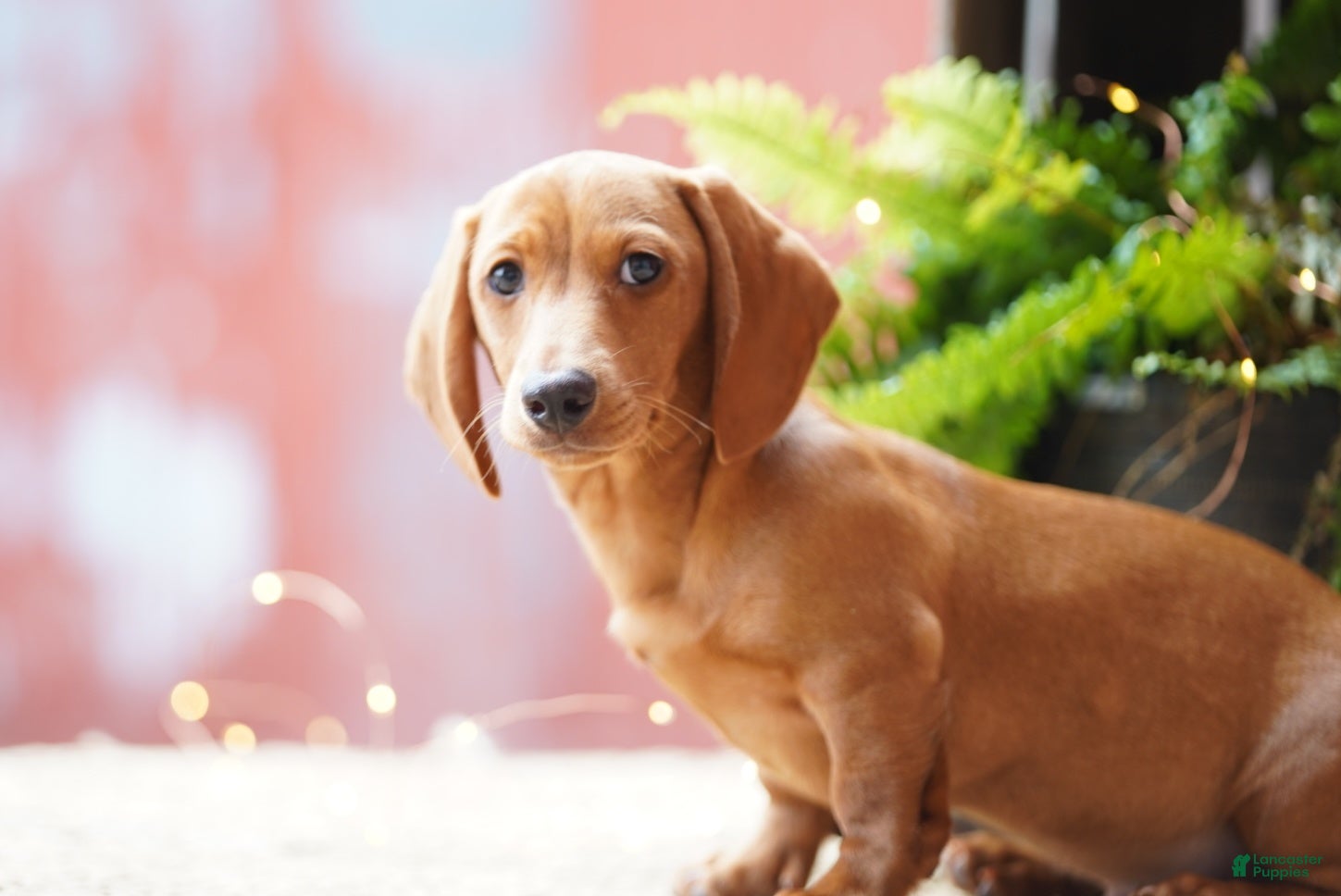 Miniature Dachshund dogs Sailor - Ad 2