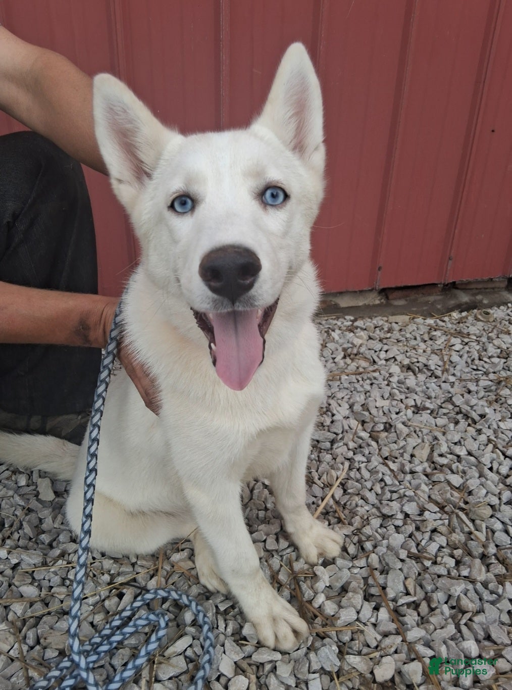 Siberian Husky dogs Snow White  - Ad 1