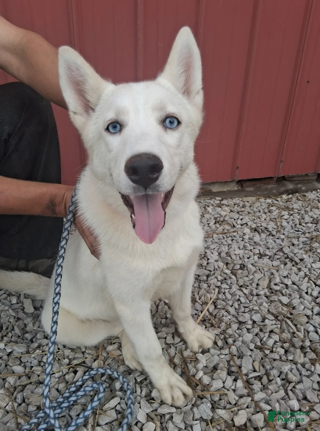 Siberian Husky dogs for sale: Snow White  - Ad 1